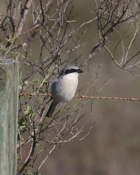 Cabeça Pau Shrike Lanius Ludovicianus — Fotografia de Stock