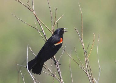Blackbird (Kırmızı kanatlı) (Agelaius phoeniceus))