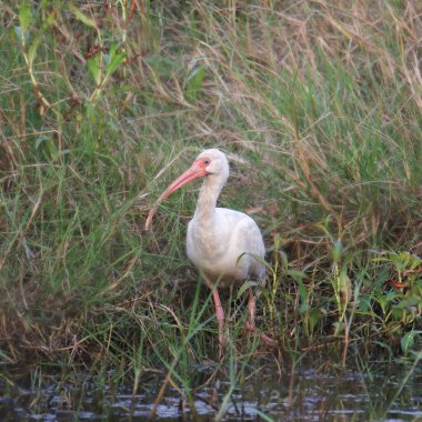 Ibis (Beyaz) (eudocimus albus))