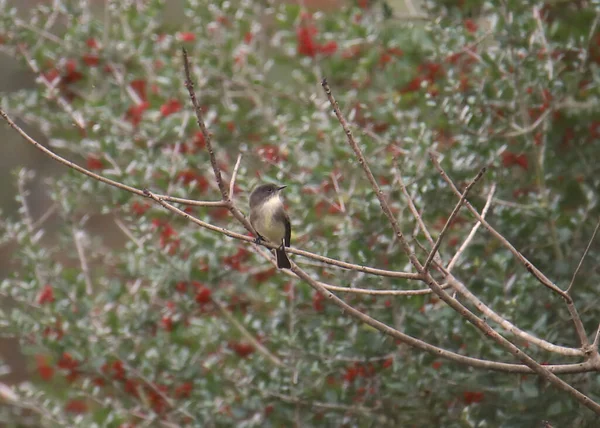 Phoebe Oriental Sayornis Phoebe — Foto de Stock