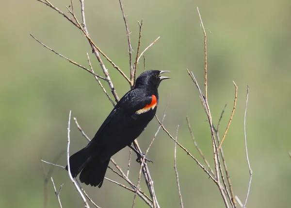 Черная Птица Red Winged Agelaius Phoeniceus — стоковое фото