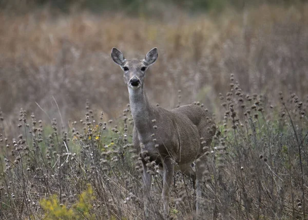 Cervos Cauda Branca Fêmeas Odocoileus Virginianus — Fotografia de Stock