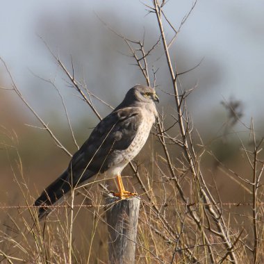Kuzey Harrier (Sirk siyaneusu))