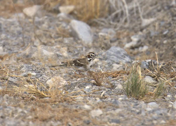 Lark Sparrow Chondestes Grammacus — Zdjęcie stockowe