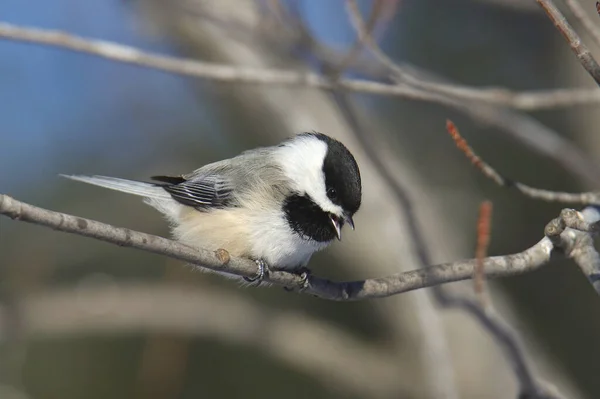 Black Capped Chickadee Poecile Atricapillus — Stock Photo, Image