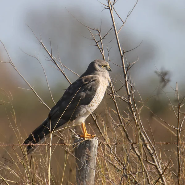 Kuzey Harrier Sirk Siyaneusu — Stok fotoğraf