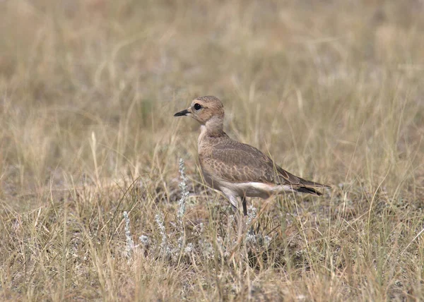 Płaskowyż Górski Niedojrzały Charadrius Montanus — Zdjęcie stockowe