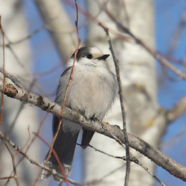 Gri Jay (Kanada Jay) (perisoreus canadensis)