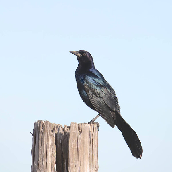 Great-tailed Grackle (male) (quiscalus mexicanus)