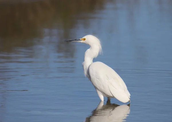 Egret Nevado Egretta Thula — Fotografia de Stock