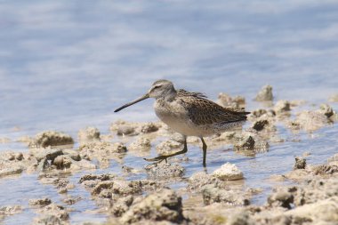 Kısa gagalı Dowitcher (limnodromus griseus)