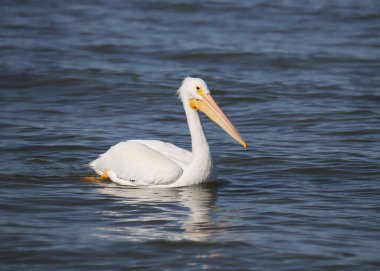 Amerikan Beyaz Pelikanı (pelecanus erythrothynchos)