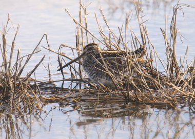 Wilson 's Snipe (gallinago delicata)