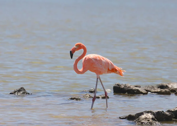 Amerikanischer Flamingo Phoenicopterus Ruber — Stockfoto
