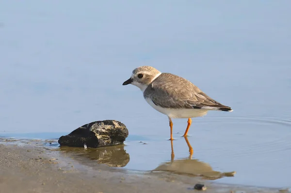 Piping Plover Üremeyen Şaradrius Melodus — Stok fotoğraf