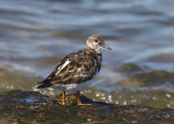 Ruddy Turnstone 非繁殖 竞技场口译 — 图库照片