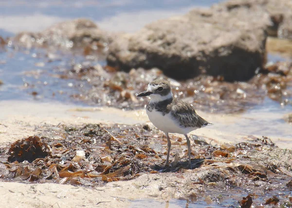 Wilson Plover Não Reprodutores Charadrius Wilsonia — Fotografia de Stock