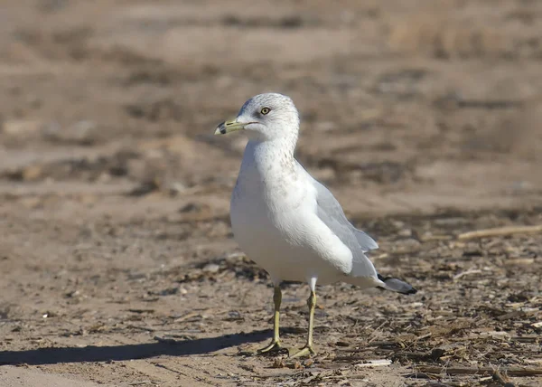 Кольцеклювая Чайка Неразмножающаяся Larus Del Sis — стоковое фото