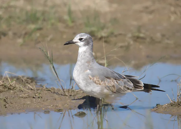 Mewa Śmiejąca Się Zima Leudophaes Atricilla — Zdjęcie stockowe