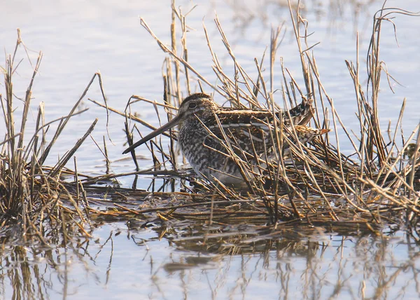 Wilson Snipe Gallinago Delicata — Stock Photo, Image