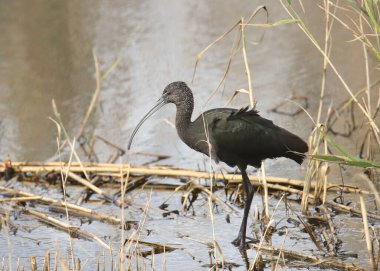 Parlak Ibis (üremeyen) (plegadis falcinellus)