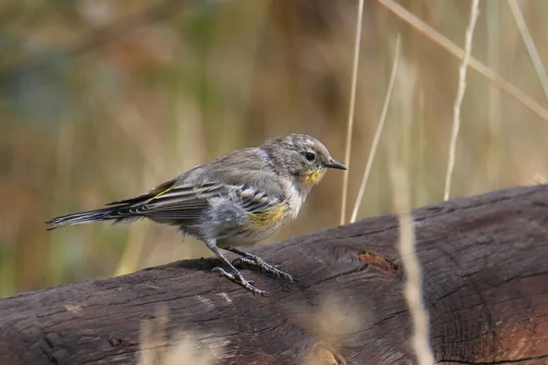 Жовтий Warbler Audubon Women Setophaga Coronata — стокове фото