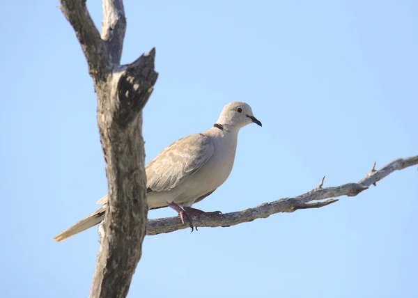 Eurasian Collared Dove Streptopelia Decaocto — Stock Photo, Image