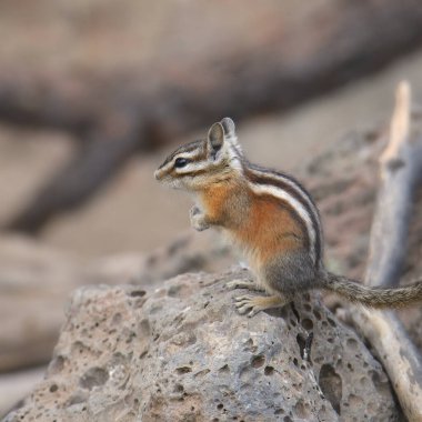 Sarı çam sincabı (tamias amoenus)