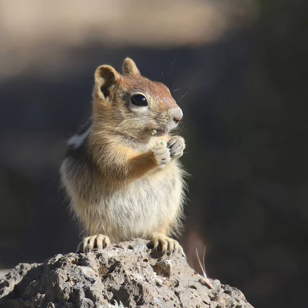 Golden Mantled Ground Squirrel Callospermophilus Lateralis — Stock Photo, Image