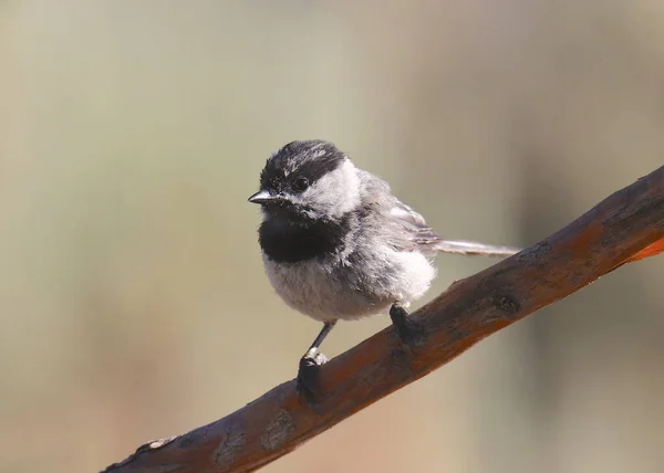 Mésange Des Montagnes Poecile Gambeli — Photo