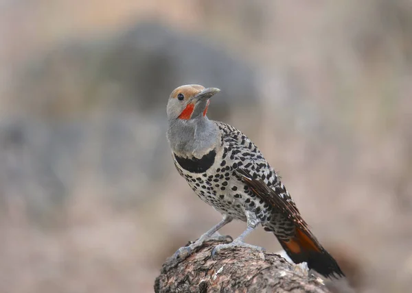 Flicker Settentrionale Albero Rosso Maschio Colaptus Auratus — Foto Stock