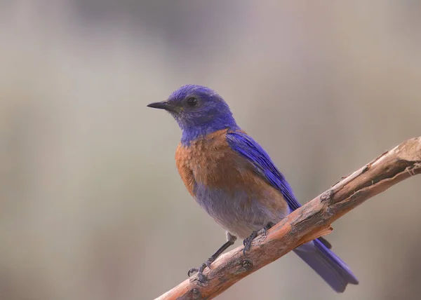 Westlicher Blauvogel Männlich Sialia Mexicana — Stockfoto