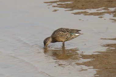 Yeşil kanatlı Teal (dişi) (ananas carolinensis))