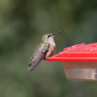 Geniş kuyruklu sinekkuşu (dişi) (selasphorus platycercus))