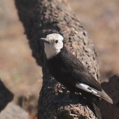 Beyaz başlı ağaçkakan (dişi) (leuconotopicus albolarvatus)