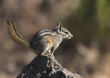 En Az Sincap (tamias minimus)