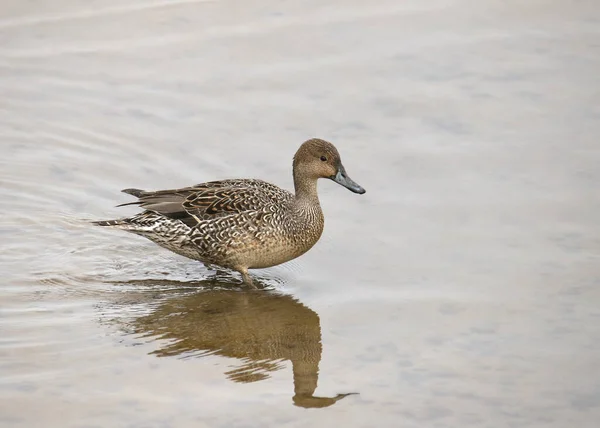 Canard Pilet Femelle Anas Acuta — Photo