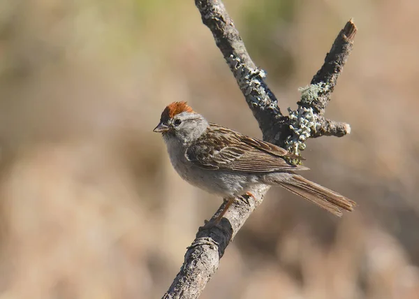 Chipping Sparrow Spizella Passerina — Stock Photo, Image