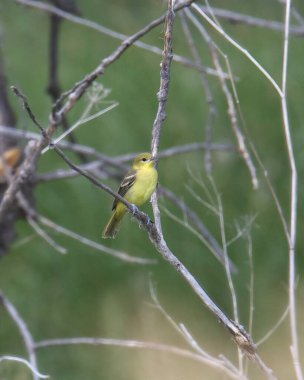 Orchard Oriole (dişi) (icterus spurtus))