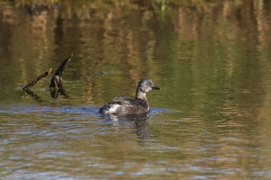 En az Grebe (taşibaptus dominicus))