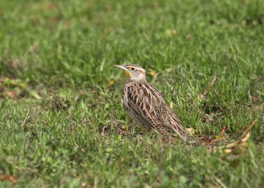 Batı Meadowlark (sturnella ihmal)
