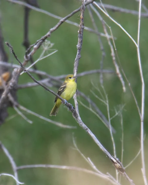 Huerto Oriole Hembra Icterus Spurtus — Foto de Stock