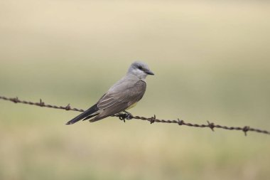 Batı Kingbird (tyrannus verticalis)