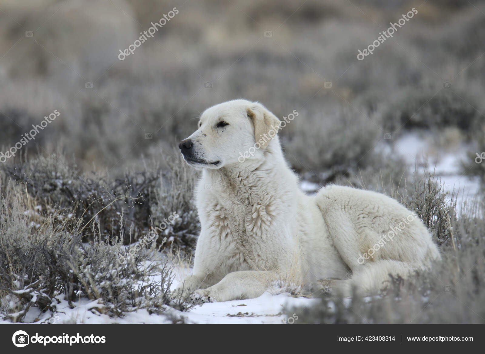 Ungarsk kuvasz cheap