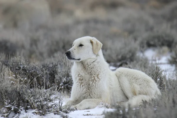 雪の草原に眠るクヴァシュと呼ばれるハンガリーの種の羊の犬 — ストック写真