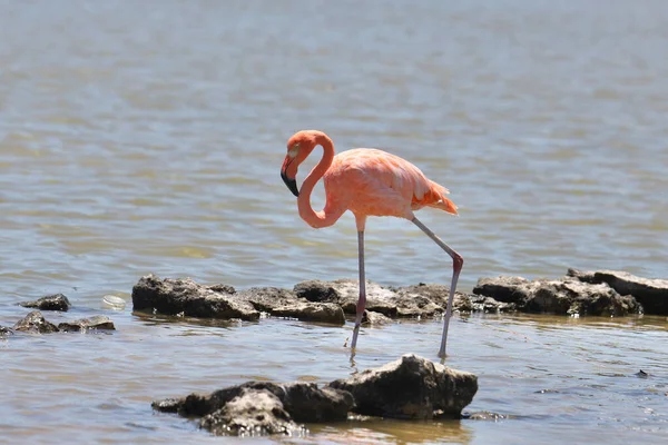 Amerikaanse Flamingo Phoenicopterus Ruber — Stockfoto