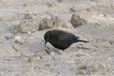 Brewer 's Blackbird (euphagus siyanocephalus)