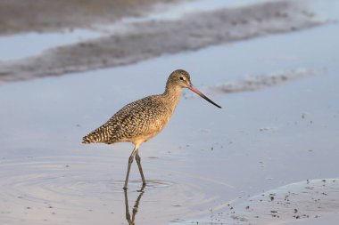 Marled Godwit (limoza fedoa) 