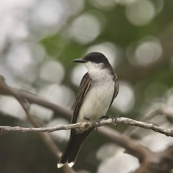 Východní Kingbird Tyrannus Tyrannus — Stock fotografie