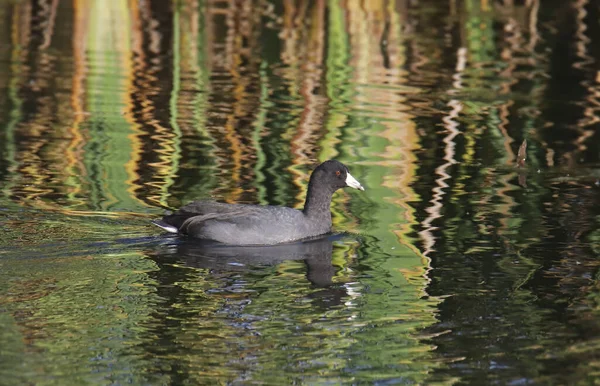 Coot Americano Fulica Americana — Fotografia de Stock